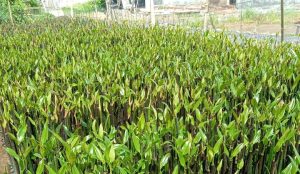 jual bibit mangrove