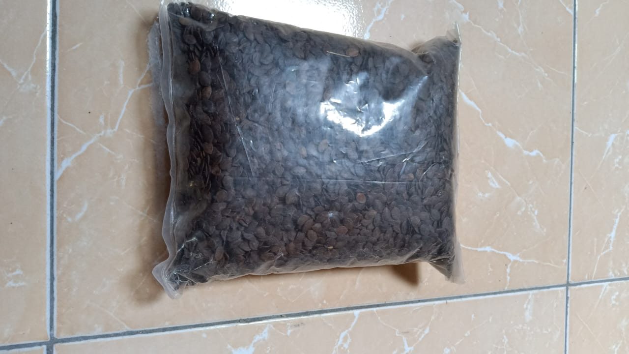 jual biji kaliandra merah