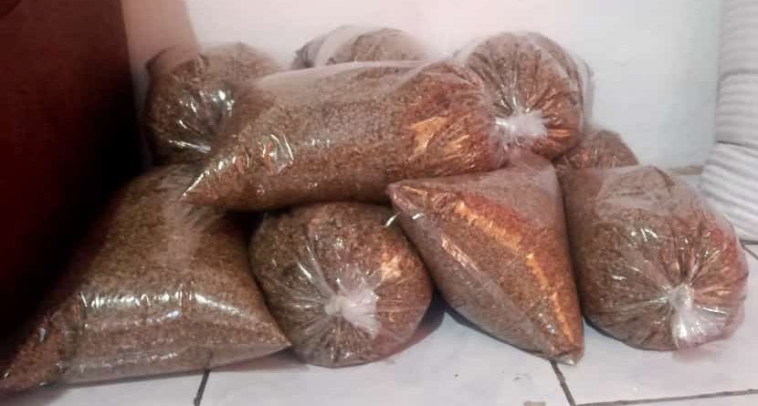 jual biji cemara laut