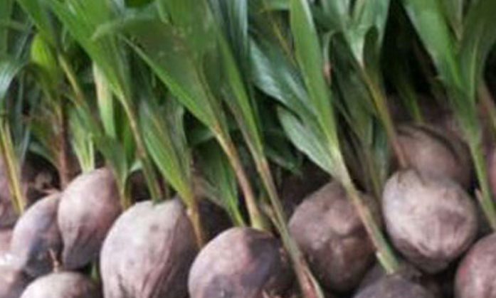 jual bibit kelapa hibrida