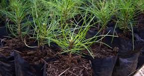 jual bibit pinus merkusi