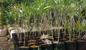 jual bibit tabebuya